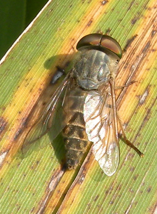 Tabanus autumnalis?